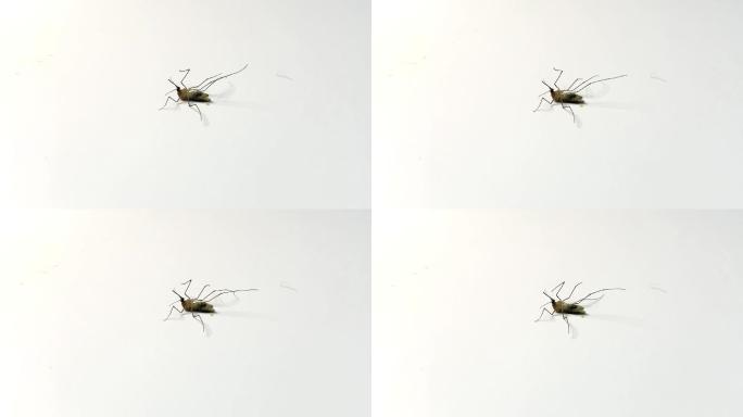 蚊子蚊虫害虫病菌夏天