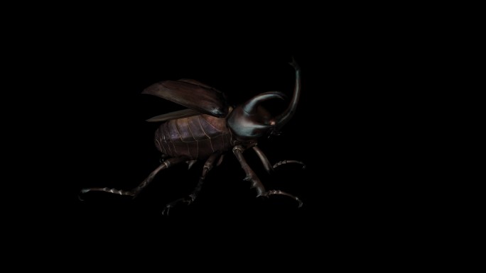 大甲虫攻击动画(2)