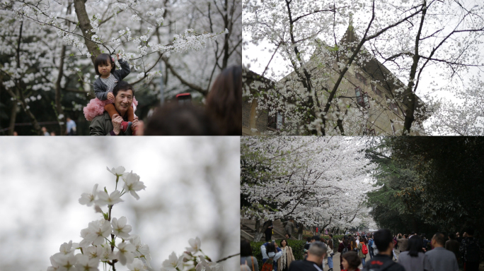 武汉大学樱花校园游客