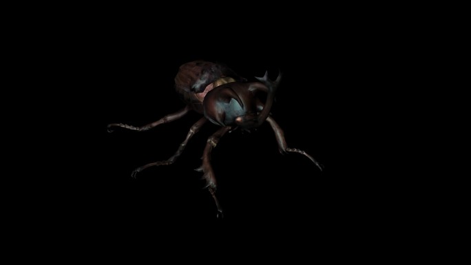 大甲虫奔跑动画(2)