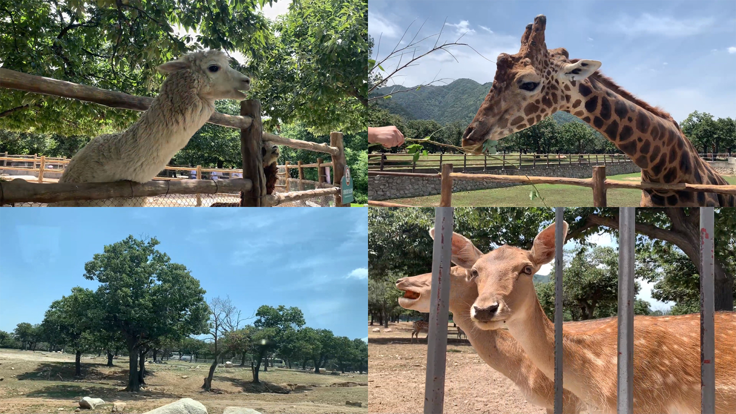 秦岭动物园旅游长颈鹿羊驼老虎