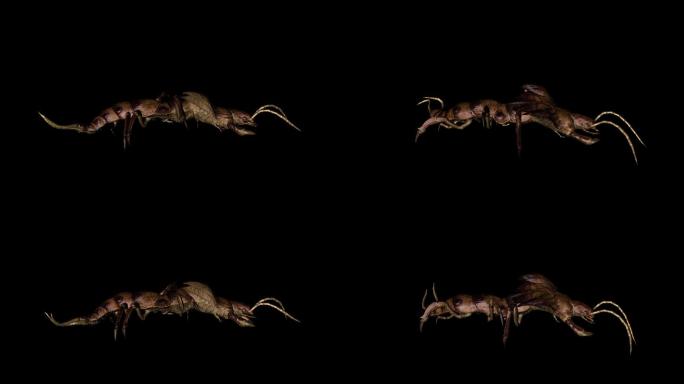 蜈蚣奔跑动画(2)