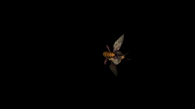 蜜蜂死亡动画(1)