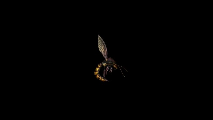 蜜蜂攻击动画(10)