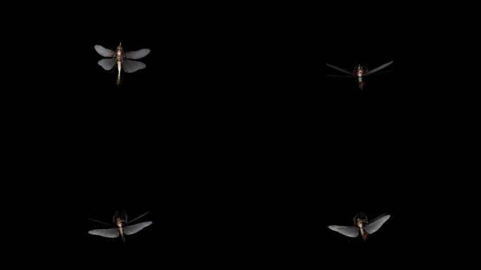 蜻蜓死亡动画(4)