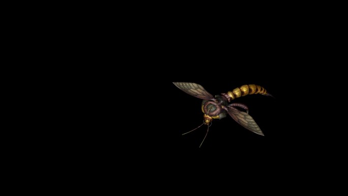 蜜蜂死亡动画(5)