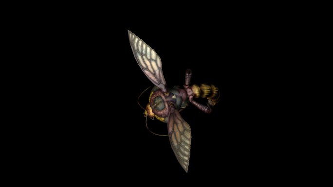 蜜蜂飞行动画(1)