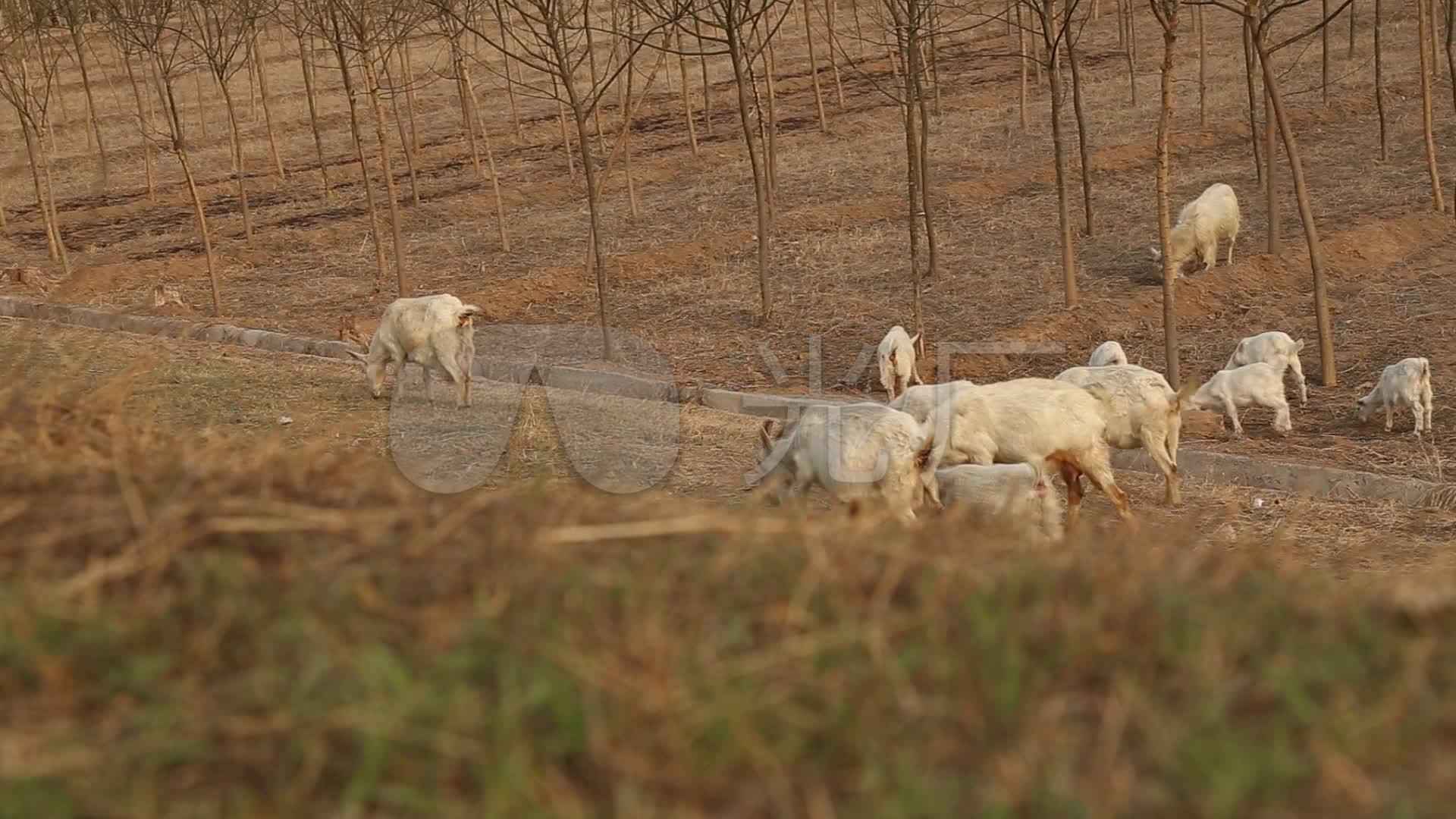 草原上的牧羊人高清图片下载-正版图片500395632-摄图网