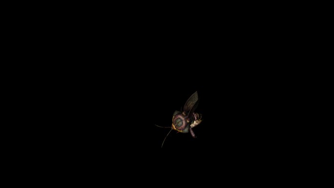 蜜蜂攻击动画(13)