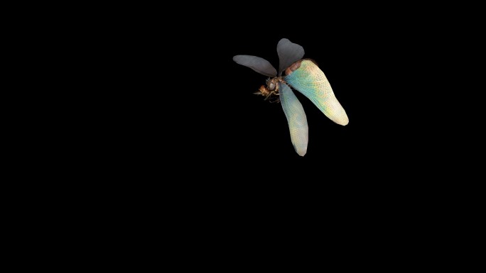 蜻蜓攻击动画(9)