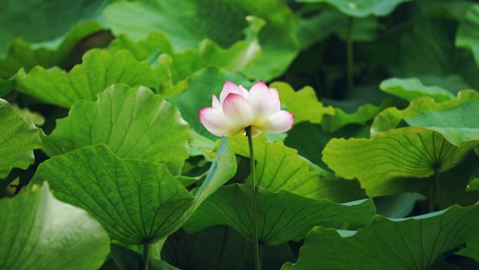 【4K】唯美荷花，唯美莲花特写