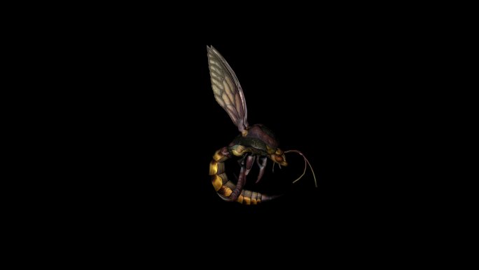 蜜蜂动画(2)