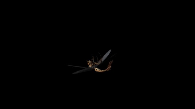 蜻蜓死亡动画(3)