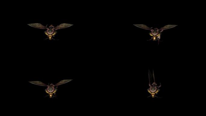 蜜蜂飞行动画(8)