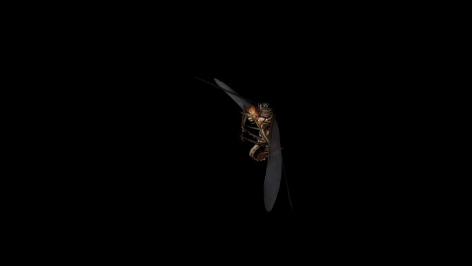 蜻蜓攻击动画(5)
