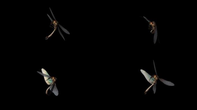 蜻蜓攻击动画(5)
