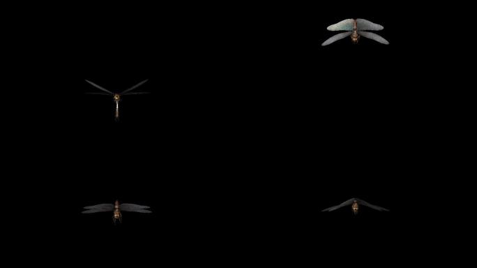 蜻蜓攻击动画(8)