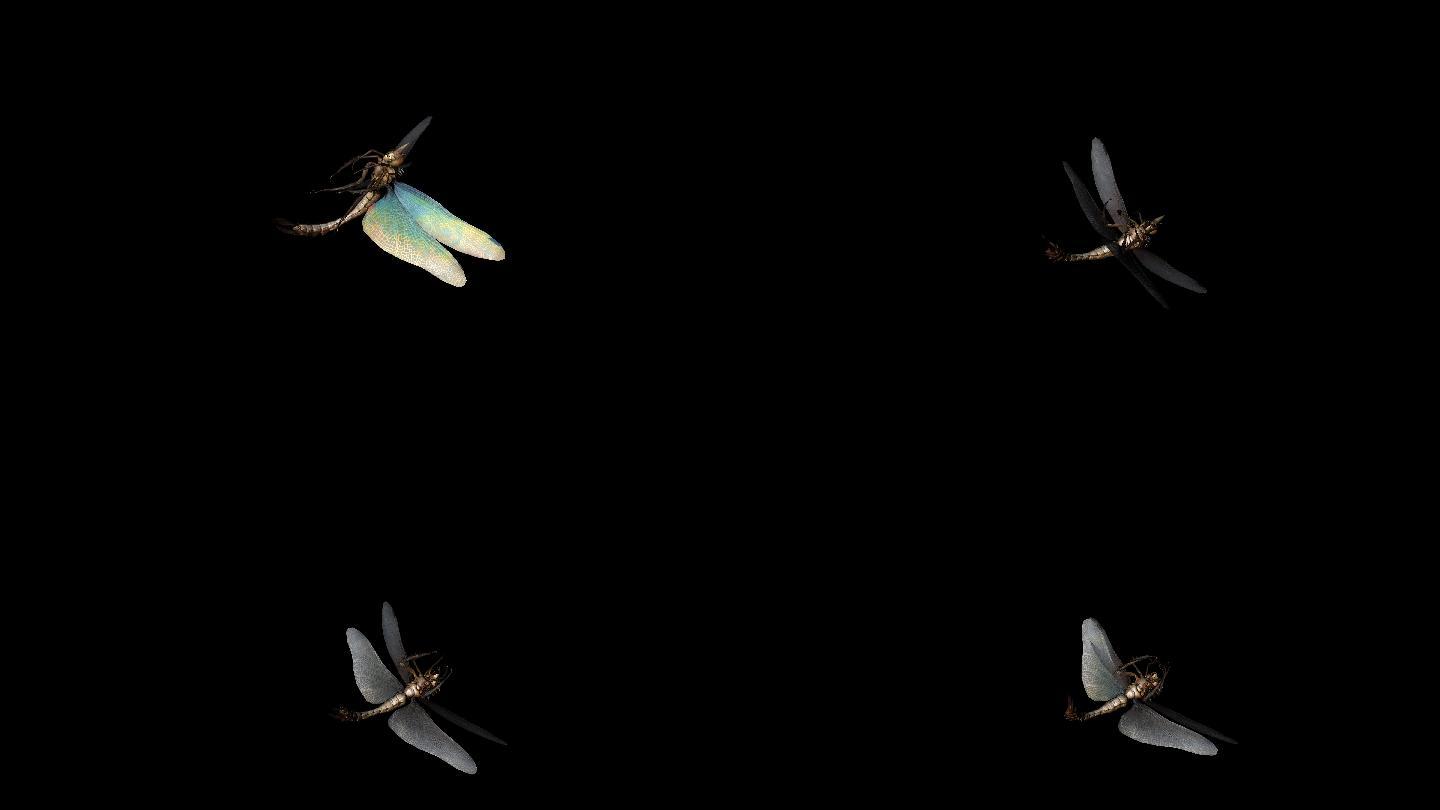 蜻蜓死亡动画(1)