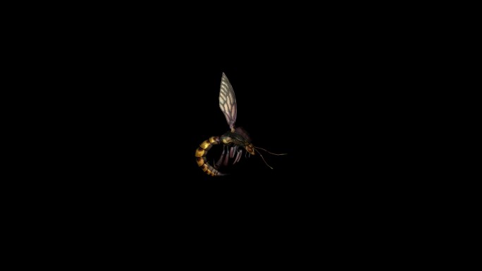 蜜蜂攻击动画(14)
