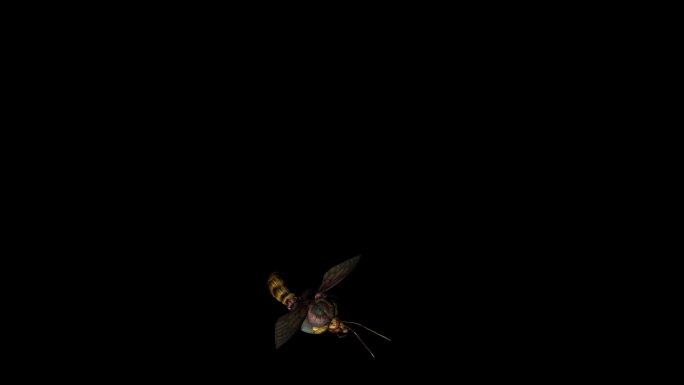蜜蜂死亡动画(3)