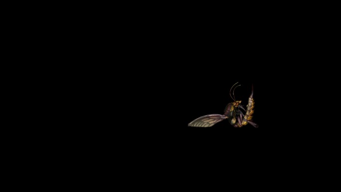 蜜蜂攻击动画(7)