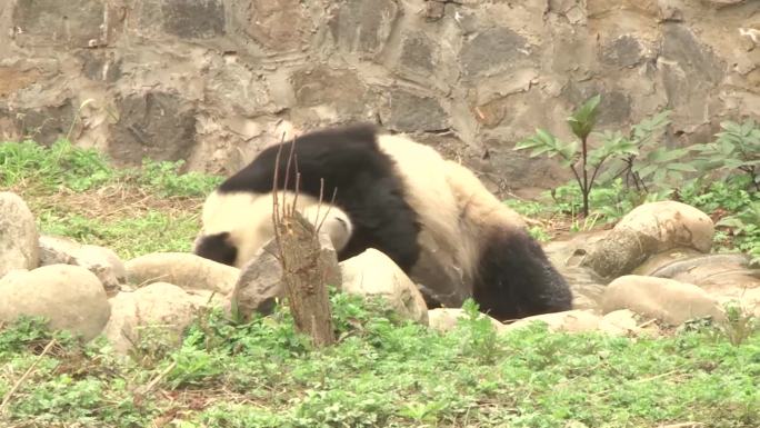 熊猫戏水