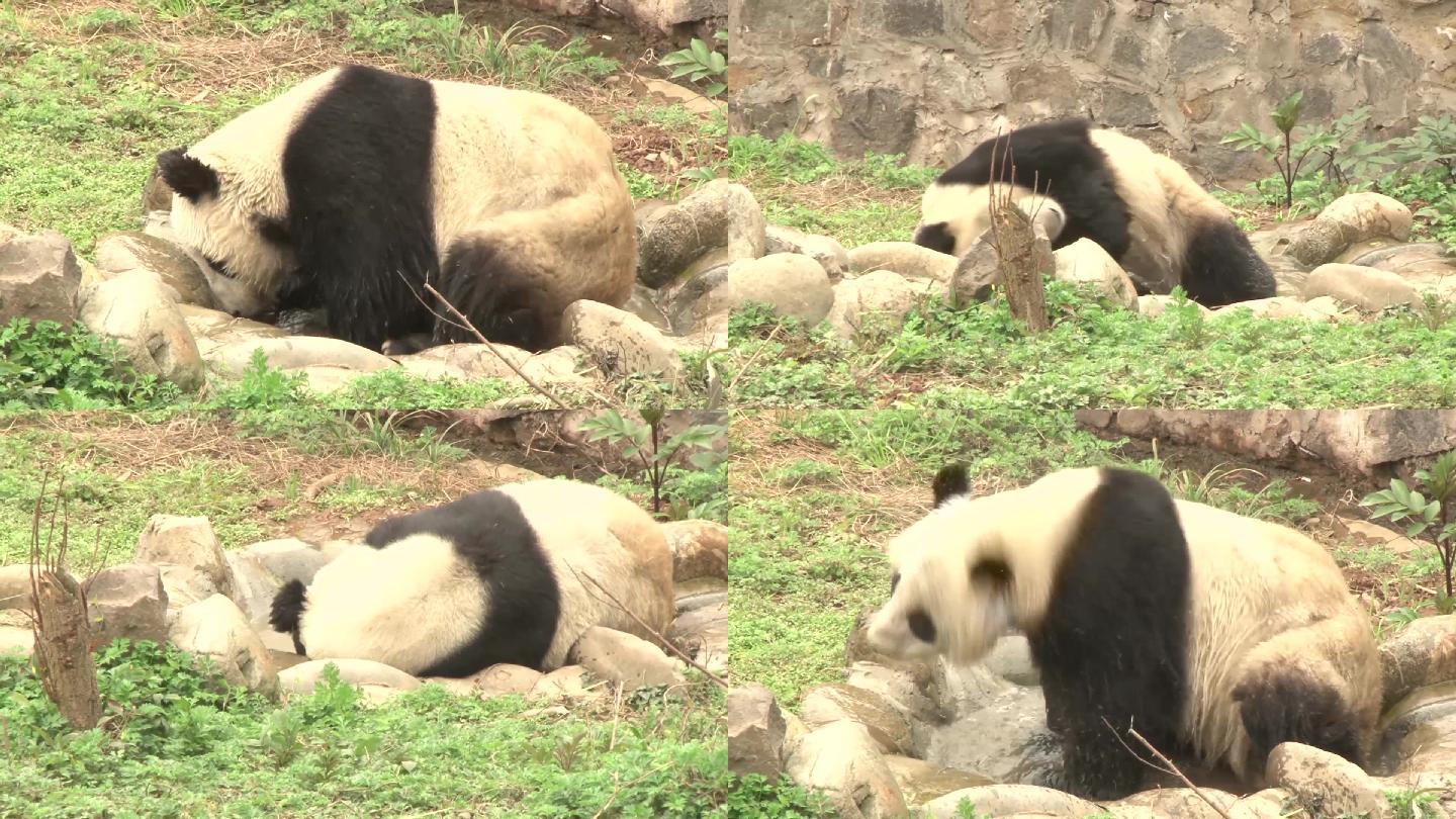 熊猫戏水