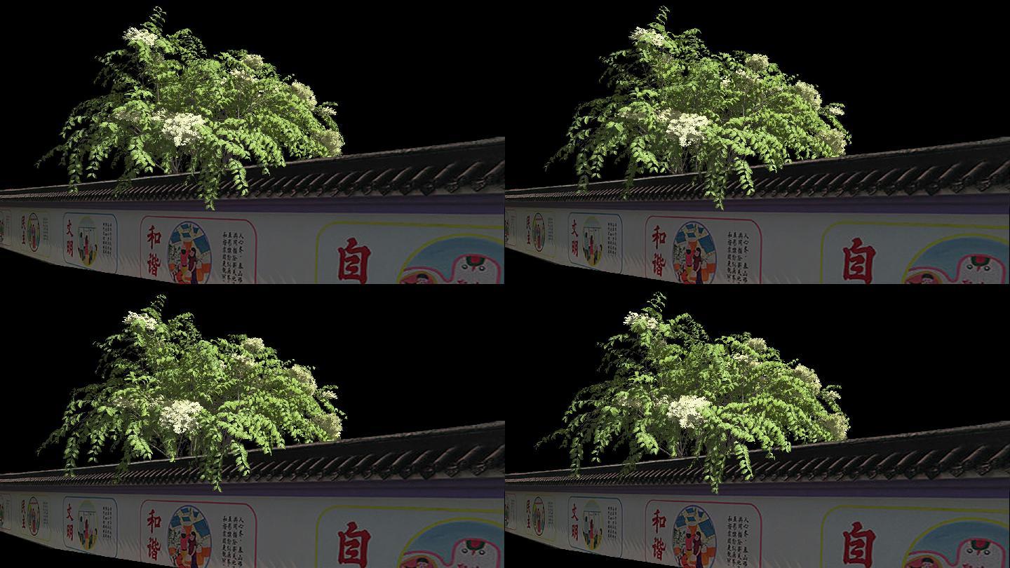 树木摇曳动画带通道--篱笆墙1