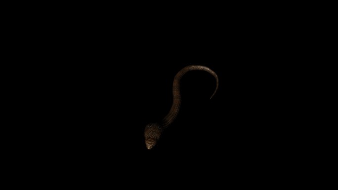 眼镜蛇攻击动画(11)