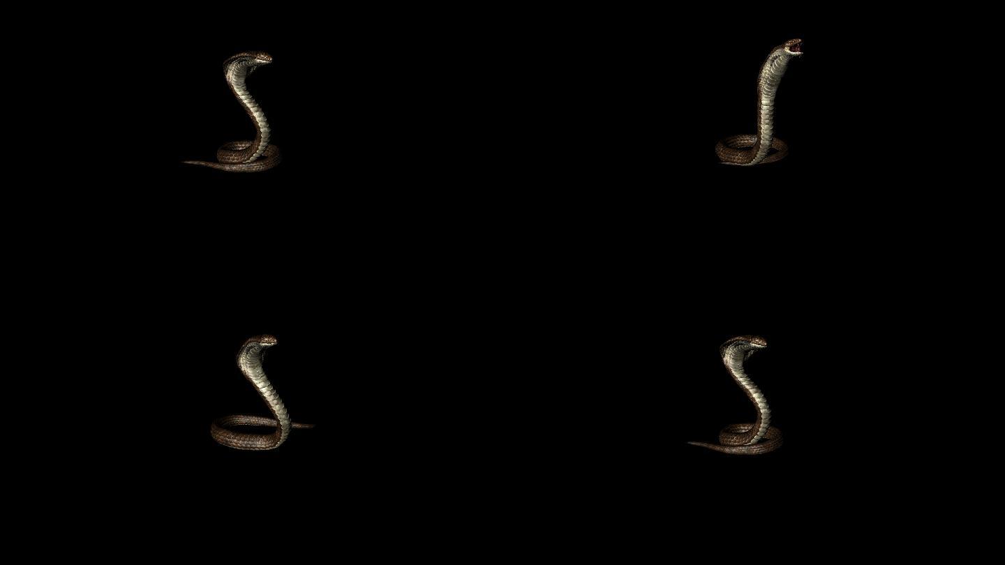 眼镜蛇攻击动画(13)