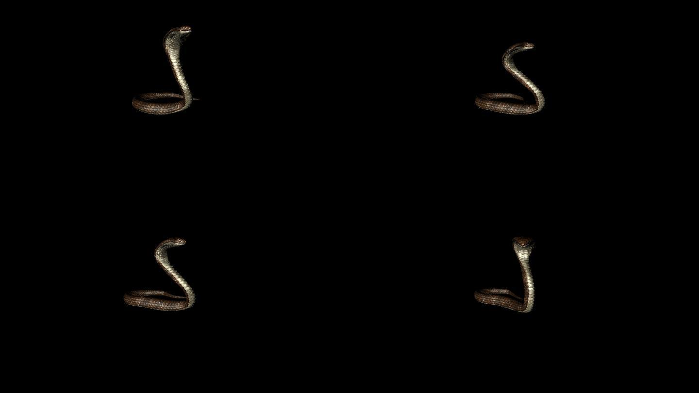 眼镜蛇动画(2)