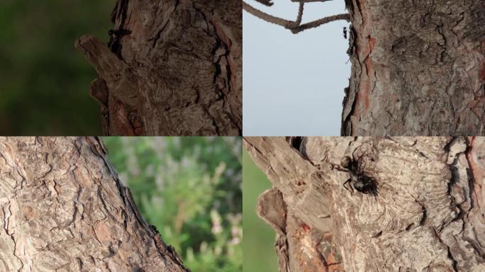 松树上的黑蚂蚁