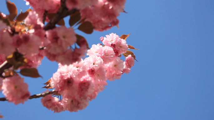 4月樱花浪漫樱花花卉