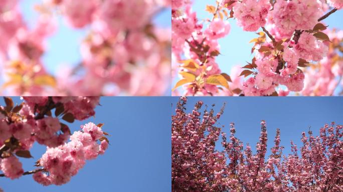 4月樱花浪漫樱花花卉