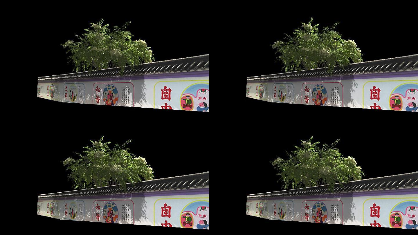 树木摇曳动画带通道--篱笆墙2