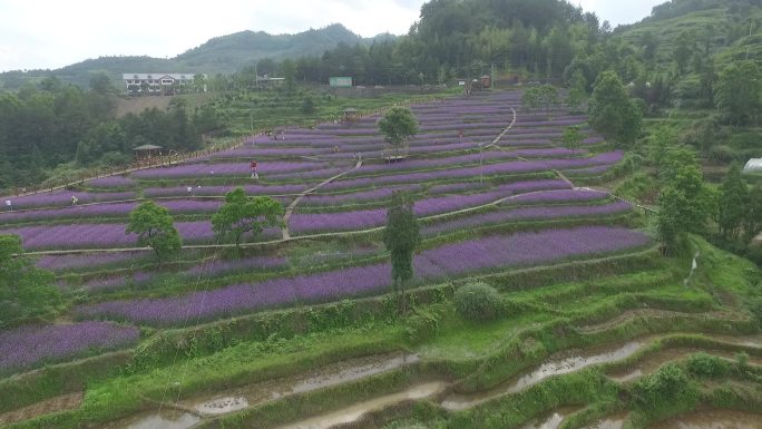 文成仙人居景区薰衣草花园