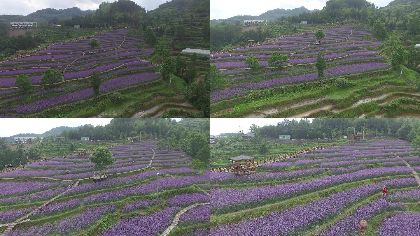 文成仙人居景区薰衣草花园