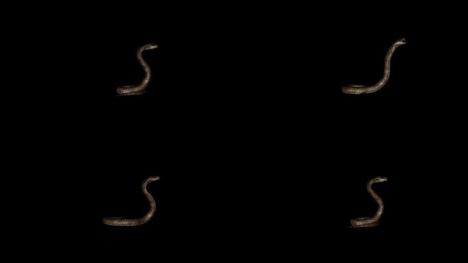 眼镜蛇攻击动画(12)