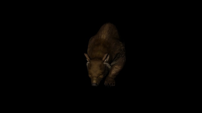 棕色的熊走路动画(8)