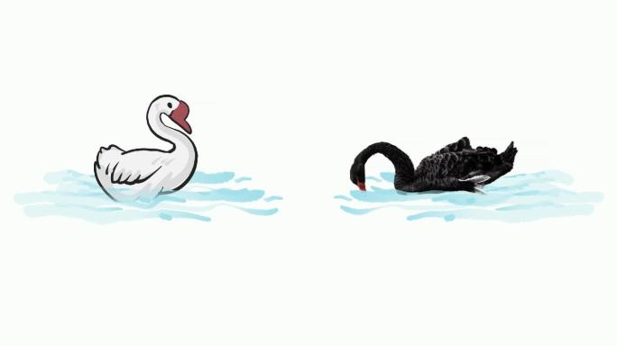 8段鹅大白鹅天鹅黑天鹅动画通道视频素材