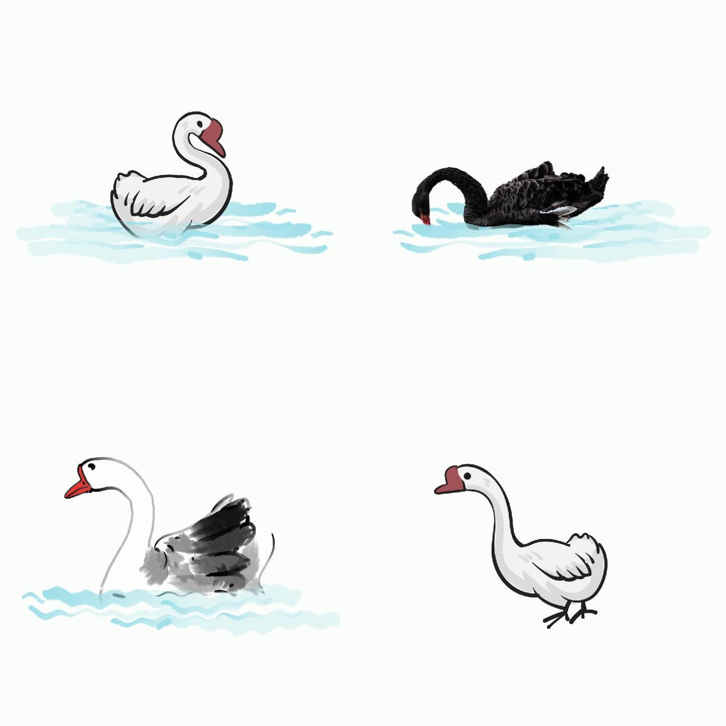 8段鹅大白鹅天鹅黑天鹅动画通道视频素材