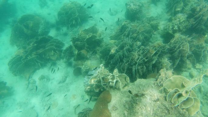 海底珊瑚浮潜