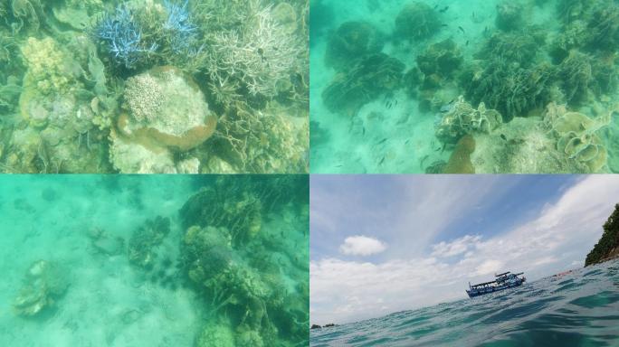 海底珊瑚浮潜