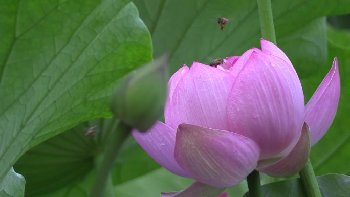 池塘唯美荷花蜜蜂