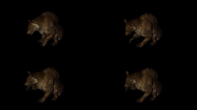 棕色的熊动画08