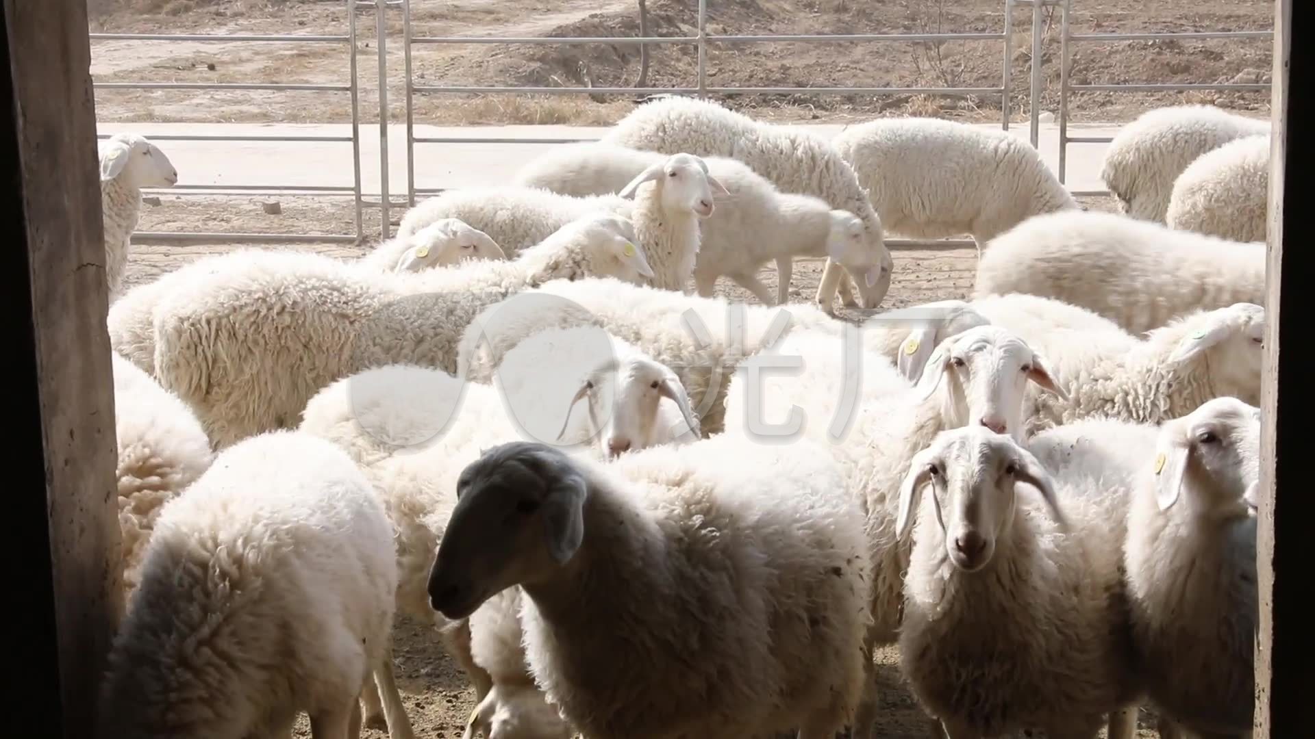 新型畜牧业现代化专业化羊养殖基地S_1920X1080_高清视频素材下载(编号:3702882)_实拍视频_光厂(VJ师网) www.vjshi.com