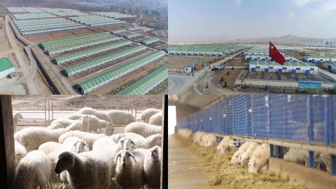 新型畜牧业现代化专业化羊养殖基地S