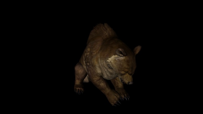 棕色的熊动画06