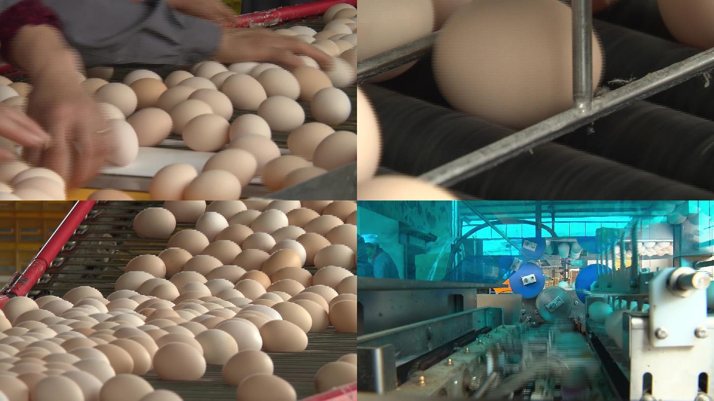 鸡蛋生产