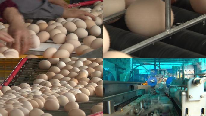 鸡蛋生产